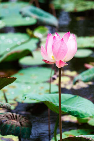 Lotus flower, Ubud, Bali, Indonesiaの写真素材