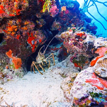 Red lobster in the wild, Cayo Largo, Cubaの写真素材