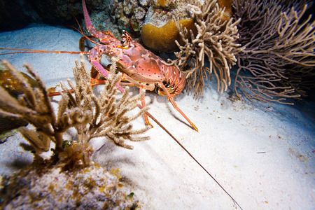 Red lobster in the wild, Cayo Largo, Cuba