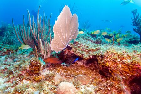 Coral reef near Cayo Largo, Cubaの写真素材