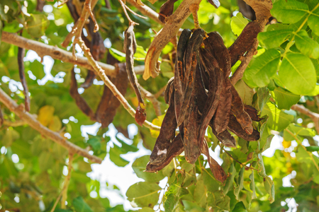 Carob Tree with Fresh Leaves, Cyprusの写真素材