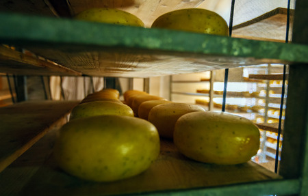 Rounds of Handmade Holland Cheese on Shelvesの写真素材
