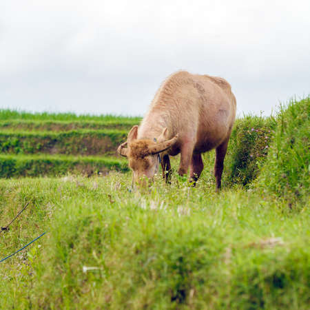 Farm Bull Feeding Grass, Bali, Indonesiaの写真素材