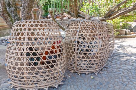 Fighting Cocks in Cages, Bali, Indonesiaの写真素材