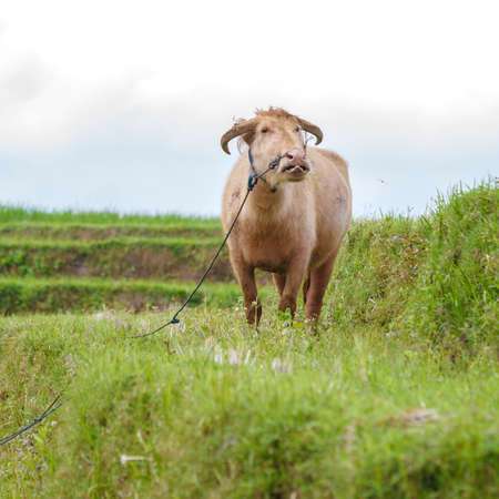 Farm Bull Feeding Grass, Bali, Indonesiaの写真素材