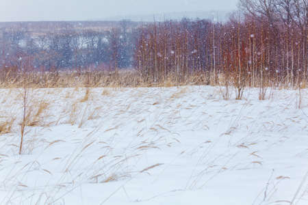 Snowfall at Winter Snowy Field Nature Backgroundの写真素材