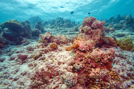 Maldives Colorful Tropical Coral Reef Landscapeの写真素材