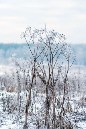 Winter Scene with Dry Grass Covered by Snowの写真素材