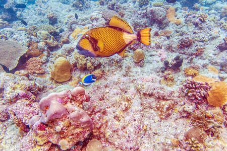 The titan triggerfish (Balistoides viridescens), Maldives
