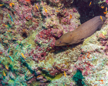 The giant moray (gymnothorax javanicus), Maldivesの写真素材