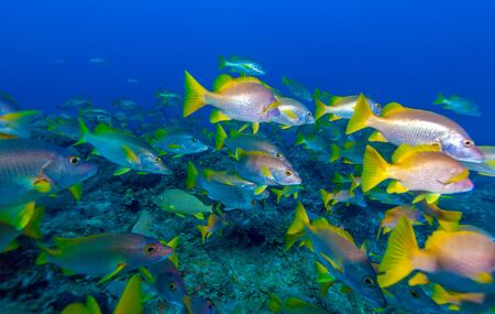 School of snappers, Cayo Largo, Cubaの写真素材