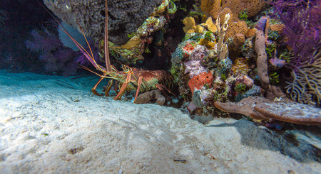 Red lobster in the wild, Cayo Largo, Cubaの写真素材