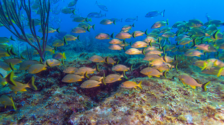 School of Yellow Fishes in Caribbean Sea