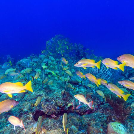 School of snappers, Cayo Largo, Cuba