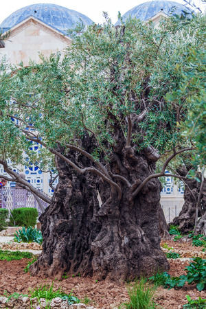 Gethsemane Garden at Mount of Olives, Jerusalemの写真素材