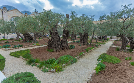 Gethsemane Garden at Mount of Olives, Jerusalemの写真素材