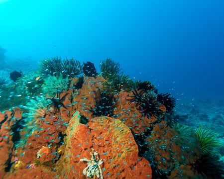 Fishes and Sea Bottom of Ecosystem of Tropical Coral Reef