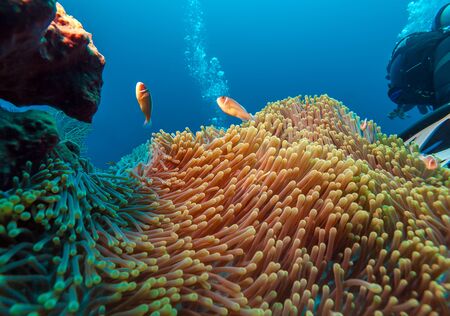 Underwater Landscape with  Anemone Fish near Tropical Coral Reef, Bali, Indonesiaの写真素材