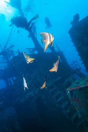 School of bat fish near a sunken ship in the Maldives