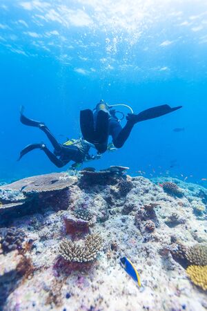 A diver swims above the ocean floor with a coral reef, Maldives