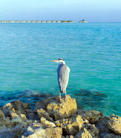 Gray Heron on stones with background of a chain of  bungalows in the Indian ocean, Maldivesの写真素材