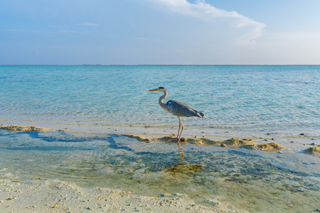 Gray Heron on stones with background of a chain of  bungalows in the Indian ocean, Maldivesの写真素材