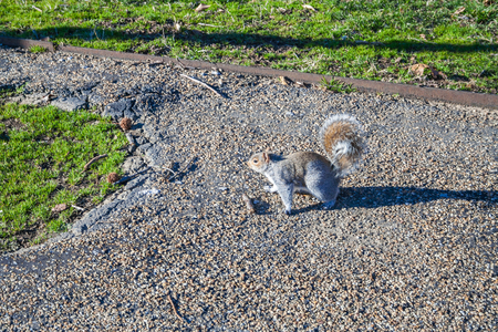 A gray squirrel on the gravel path of the city Park in Washington DC, USAの写真素材