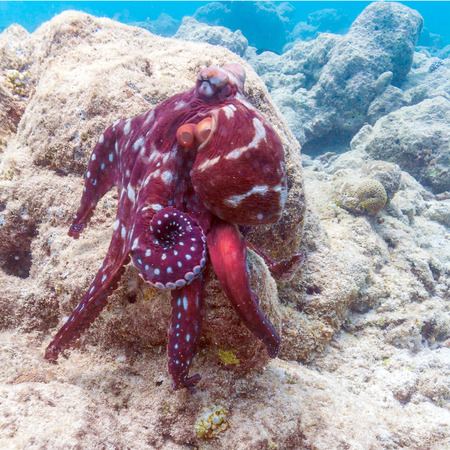 Alive red octopus sitting on coral reef Indian ocean,  Maldivesの写真素材