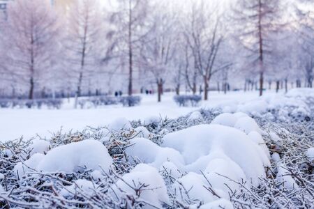 Blurred winter background with snow-covered bushes and benches in the city Parkの写真素材