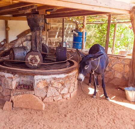 AGIOS NIKOLAOS, GREECE - JULY 29, 2012:  Donkey and antique press on Cretan traditional farm producing olive oilのeditorial素材
