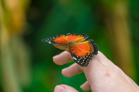 The Red Lacewing butterfly (Cethosia biblis) sitting on handの写真素材
