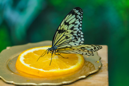 The paper kite or  large tree nymph butterfly (Idea leuconoe) feeding orangeの写真素材