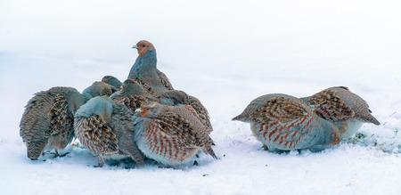 Group of wild grey partridges seeking food in winter fieldの写真素材