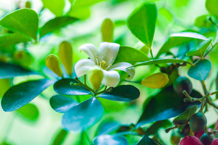 Orange jessamine (Murraya paniculata) white flowers and red fruitsの写真素材