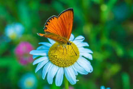 Scarce copper (Lycaena virgaureae) butterfly on wild chamomile flowerの写真素材