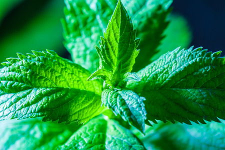 Fresh fragrant mint leaves in the summer gardenの写真素材