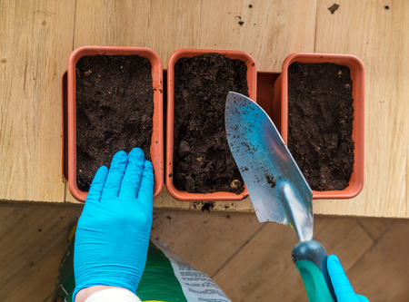 The woman in the blue gloves, compacts the soil in a pot for indoor plants for planting seeds