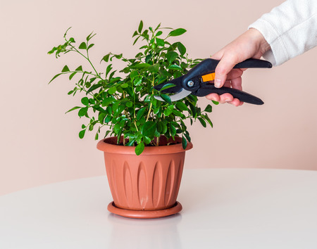 A woman cuts using modern pruning shears houseplant in a pot