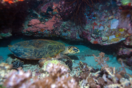 Swimming green turtle (Chelonia mydas), Balinese diving, Indonesiaの写真素材