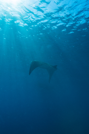 Swimming Big Manta Ray with Sun Rays near Sea Surface, Balinese diving, Indonesia