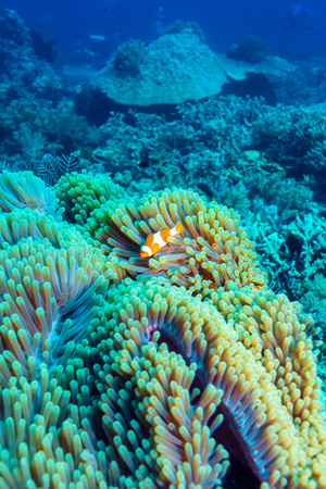 Underwater Landscape with  Anemone Fish near Tropical Coral Reef, Balinese diving, Indonesiaの写真素材