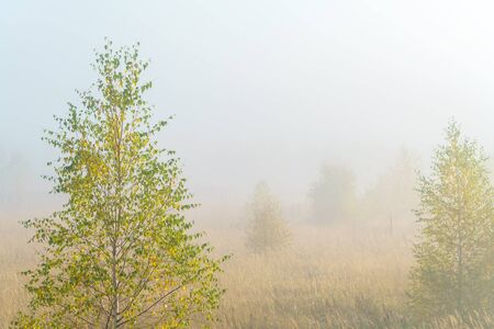 Autumn foggy landscape with yellow grass in the field, birch and smokeの写真素材