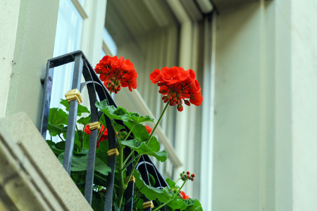 Box with red geranium, traditional decoration of Windows in the old city, Bern, Switzerland