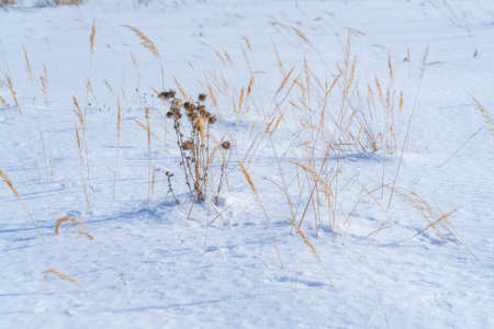 Beautiful calm winter rural landscape with a silhouette of  yellow dry grass on the background of a...
