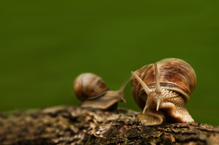Green background with two snails on woodの写真素材