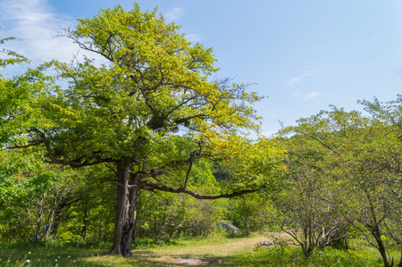 Green tree stands near to the hiking trails in the woods summer, a branch hanging over the footpath in Adygeya republic, South of Russiaの写真素材