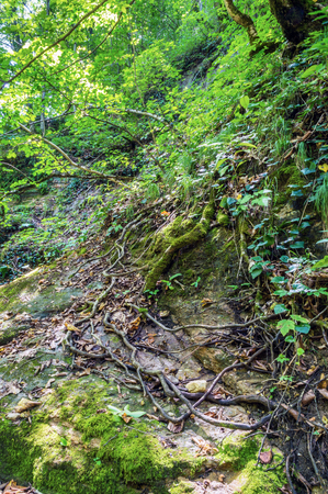 The roots of the tree are twisted on a slope in the woods of the republic of Adygea in southern Russia.の写真素材