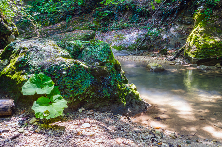 The beautiful clear water of the pools in mountain river. Water flowing in motion. The stones are covered with moss.の写真素材