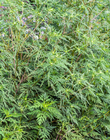 Ambrosia artemisiifolia causing allergy. It has also been called annual ragweed, bitterweed, blackweed, carrot weed, hay fever weed, stammerwort, stickweed, tassel weed, and American wormwood.の写真素材