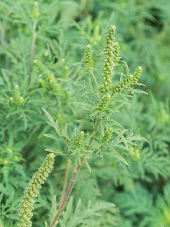 Ambrosia artemisiifolia causing allergy. It has also been called annual ragweed, bitterweed, blackweed, carrot weed, hay fever weed, stammerwort, stickweed, tassel weed, and American wormwood.の写真素材